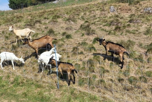 Conhece a Morávia do Sul connosco. Passeio de 6 horas.