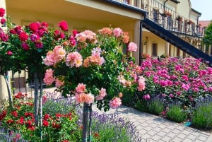 Conhece a Morávia do Sul connosco. Passeio de 6 horas.