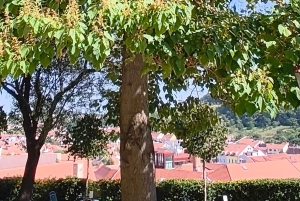 Conhece a Morávia do Sul connosco. Passeio de 6 horas.