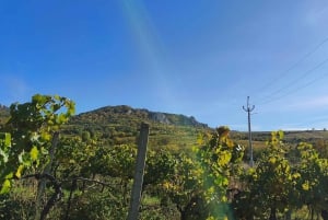 Conhece a Morávia do Sul connosco. Passeio de 6 horas.