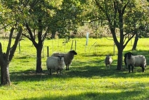 Conhece a Morávia do Sul connosco. Passeio de 6 horas.