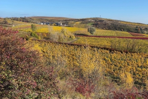 Conhece a Morávia do Sul connosco. Passeio de 6 horas.