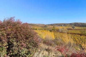 Conhece a Morávia do Sul connosco. Passeio de 6 horas.