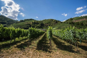 Rypäleretki: pyöräkierros Wachaun laakson viinitiloille