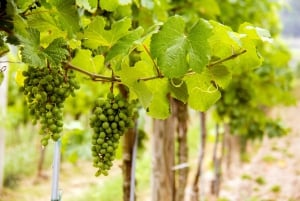 Grape Grazing: Wachau Valley Winery Biking Tour