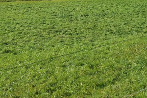 Excursión privada de un día a Hallstatt desde Viena, Austria