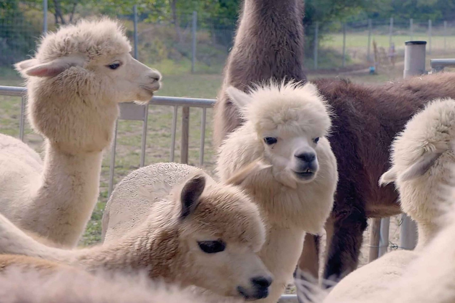 Mödling Wenen: Natuurwandeling met gids en alpaca's en lama's