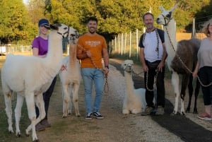 Mödling Wien: Naturskøn guidet vandretur med alpakkaer og lamaer