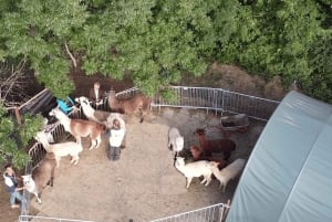 Mödling Vienna: Caminhada cênica guiada com alpacas e lhamas