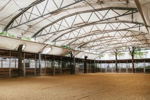 Vienna: Spanish Riding School Stables Guided Tour