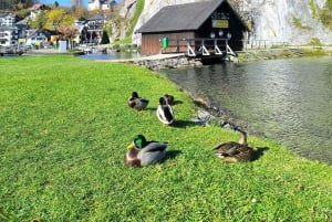 Wien/Bratislava: Traunkirchen, Hallstatt ja Salzburg -kiertue