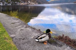 Wien/Bratislava: Traunkirchen, Hallstatt ja Salzburg -kiertue