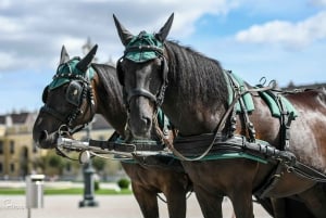 Wien: Køretur i hestevogn gennem Schönbrunns slotshave