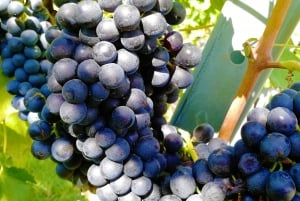 Vienne : Journée complète de dégustation de vins du bois de Vienne