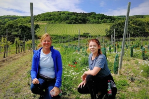 Wenen: wijnproeverijtour door het Weense bos van een hele dag
