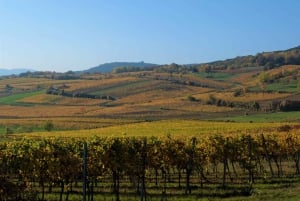 Vienna: Full-Day Vienna Woods Wine Tasting Tour