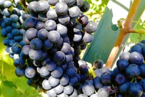 Vienna: Full-Day Vienna Woods Wine Tasting Tour