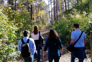 Vienna: Full-Day Vienna Woods Wine Tasting Tour