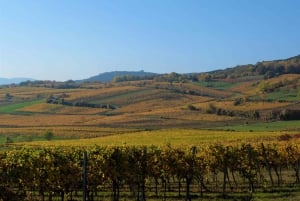 Vienna: Full-Day Vienna Woods Wine Tasting Tour