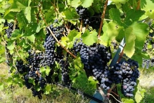 Vienna: Full-Day Vienna Woods Wine Tasting Tour
