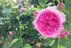 Wien: Klimt Villa (Gustav Klimt Atelier & Museum) Ticket