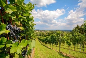 Vienne : Melk, vin de Wachau, excursion en voiture en Basse-Autriche