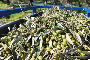 Viena: degustação de azeite na Sarmakinas – 60 minutos de prazer grego