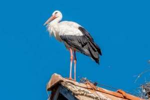 Wiedeń: prywatna wycieczka 1-dniowa do Schneebergu i Jeziora Neusiedl