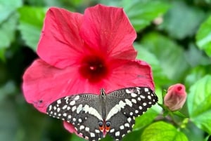 Wien: Private Family Tour, Stadthighlights, Museum & Torte