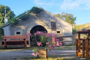 Vienna: Private tour Lake Neusiedl, Rust, Purbach