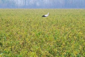 Viena: Excursão a pé particular pela zona rural montanhosa