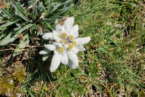 Vienna: Rax Mountain Hiking Tour with Guide and Transfer