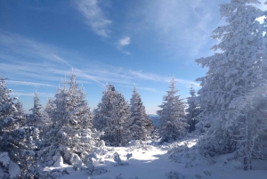 Wien: Avslappnad alpin snöskoupplevelse med guide och transfer