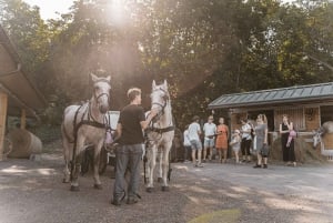 Wien: Fiakernes hemmeligheter og tur med hestevogn