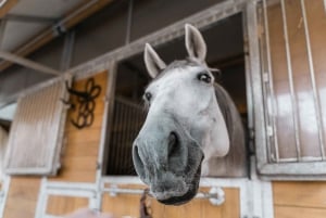 Wien: Fiakers hemligheter och hästdriven vagn