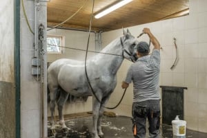 Wien: Fiakerens hemmeligheder og tur i hestevogn