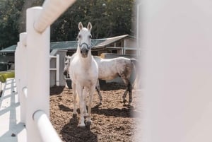 Viena: secretos del Fiaker y paseo en carruaje de caballos