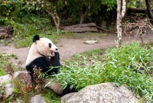 Wien: Schönbrunn Zoo – biljett & köföreträde till djurparken