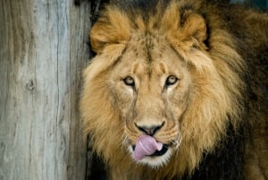 Viena: Ingresso sem Fila para o Zoológico de Schönbrunn