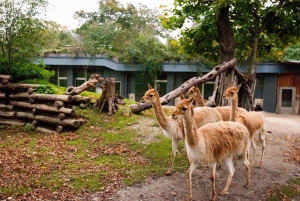 Wien: Schönbrunn Zoo – biljett & köföreträde till djurparken