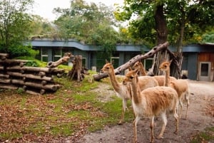 Wien: Forbi-køen-billetter til Schönbrunn dyrepark