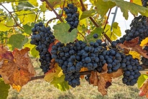 Vienna: Small-Group Wine Tasting Tour with Heurigen