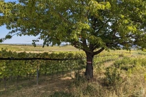 Vienne : visite en petit groupe de dégustation de vins avec Heurigen