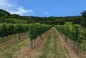 Vienna: Small-Group Wine Tasting Tour with Heurigen