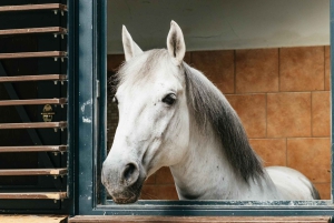 Wien: Espanjalainen ratsastuskoulu Opastettu arkkitehtuurikierros