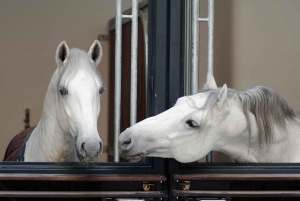 Visita guiada à Escola de Equitação Espanhola de Viena