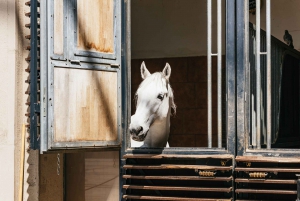 Visite guidée de l'école d'équitation espagnole de Vienne