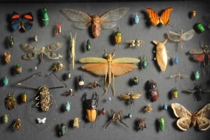 Viena: Ingresso Museu de História Natural