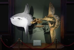 Viena: Ingresso Museu de História Natural