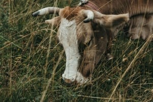 De Viena a Hallstatt: el pueblo más bonito de Europa